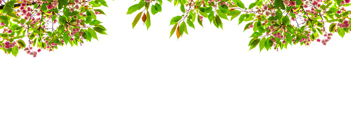 cherry blossom branches isolated on white background