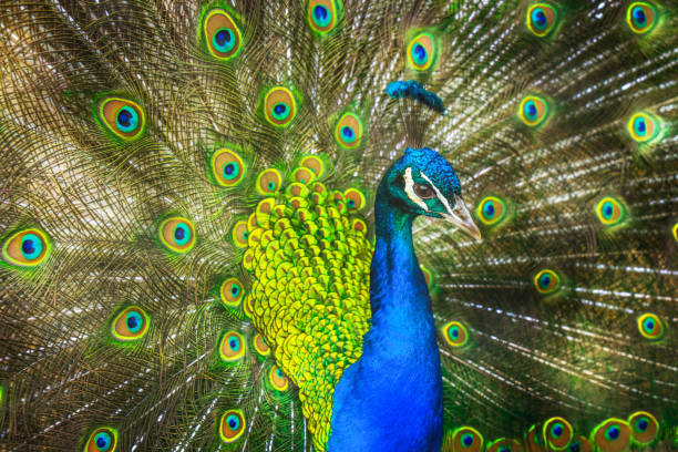 열린 깃털과 함께 공작의 근접 촬영 - close up peacock animal head bird 뉴스 사진 이미지