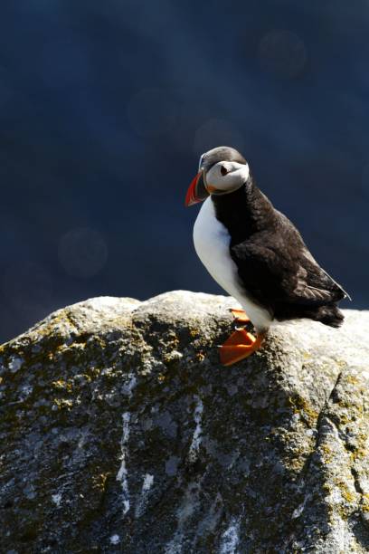 istock Atlantic Puffin sitting on cliff, bird in nesting colony, arctic black and white cute bird with colouful beak, bird on rock in front of blue sea background, Runde, Norway, nature scene from wildlife 1150479285