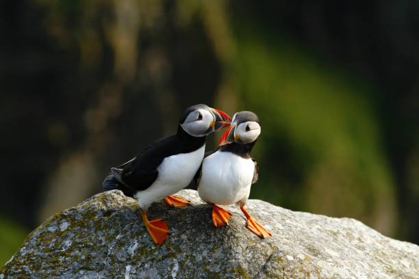 istock Atlantic Puffin sitting on cliff, bird in nesting colony, arctic black and white cute bird with colouful beak, bird on rock, green background, Norway, beautiful funny bird on rock 1150479345
