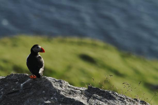 istock Atlantic Puffin sitting on cliff, bird in nesting colony, arctic black and white cute bird with colouful beak, bird on rock in front of green background, Runde, Norway, nature scene from wildlife 1150479346