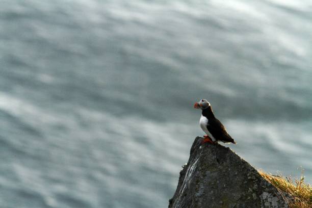 istock Atlantic Puffin sitting on cliff, bird in nesting colony, arctic black and white cute bird with colouful beak, bird on rock in front of blue sea background, Runde, Norway, nature scene from wildlife 1150479413