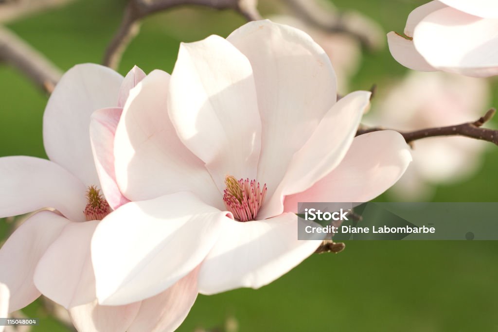 Różowy Magnolia kwiatów - Zbiór zdjęć royalty-free (Magnolia)