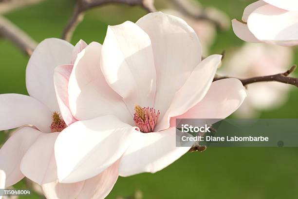 Różowy Magnolia Kwiatów - zdjęcia stockowe i więcej obrazów Magnolia - Magnolia, Kwiat - Roślina, Zbliżenie