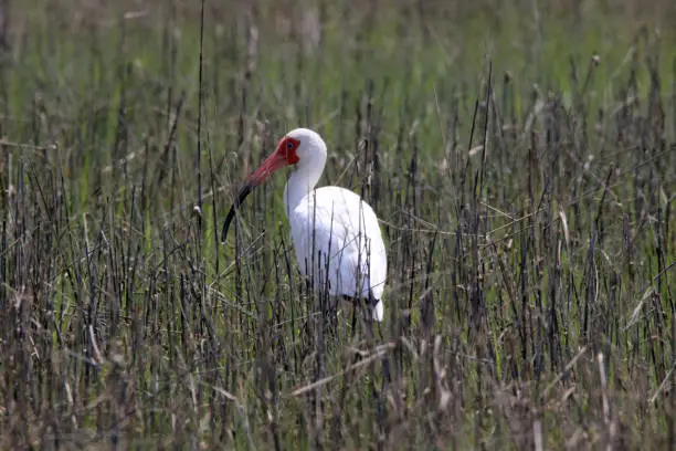 White Ibis foraging in grassy coastal marsh on Carrot Island. This island is part of the Rachel Carson Preserve and is across Taylor's Creek from Beaufort, North Carolina.