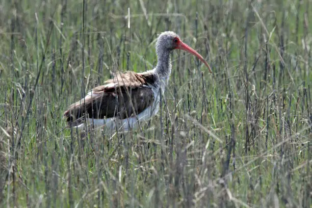 Immature White Ibis foraging in grassy coastal marsh on Carrot Island. This island is part of the Rachel Carson Preserve and is across Taylor's Creek from Beaufort, North Carolina.