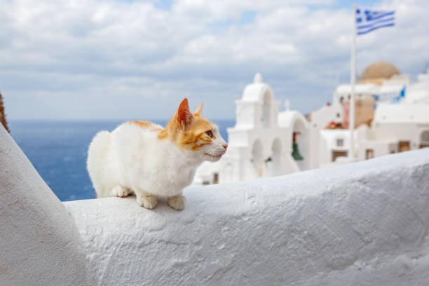 Red cat sitting on the background of the sea and the architecture of Santorini, Greece.