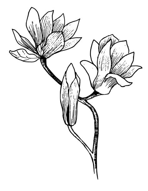 Kwitnąca magnolia – artystyczna grafika wektorowa