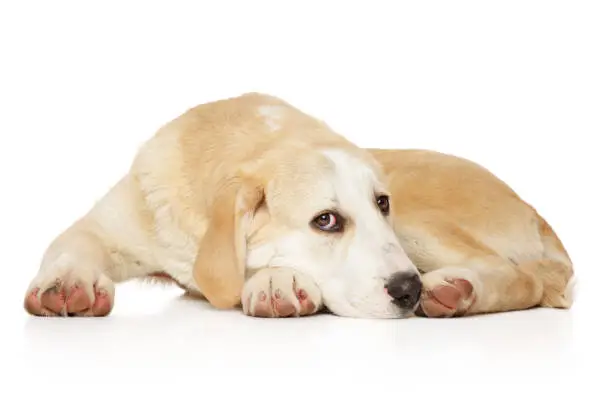 Young Central Asian Shepherd Alabai puppy resting on white background