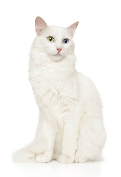 istock Turkish Angora cat sits in front of white background 1150481454