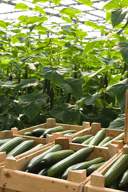 istock Crates of Hothouse Cucumbers 115048150
