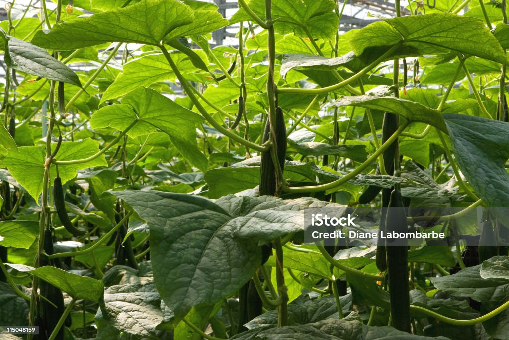 Hydroponic Gurken - Lizenzfrei Agrarbetrieb Stock-Foto