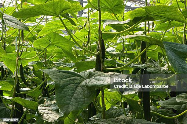 Hydroponic Gurken Stockfoto und mehr Bilder von Agrarbetrieb - Agrarbetrieb, Farbbild, Fotografie