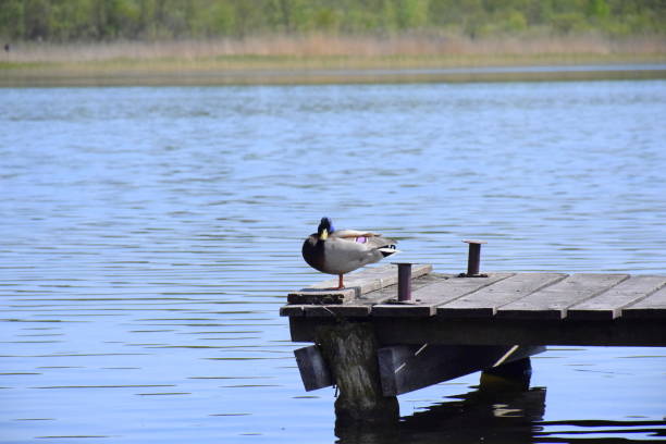 A close up on a grey, black, abd violet single duck standing on a wooden pier or plaform with a vast yet shallow wavy lake or river behind it and some reeds and a forest or moor seen during spring day