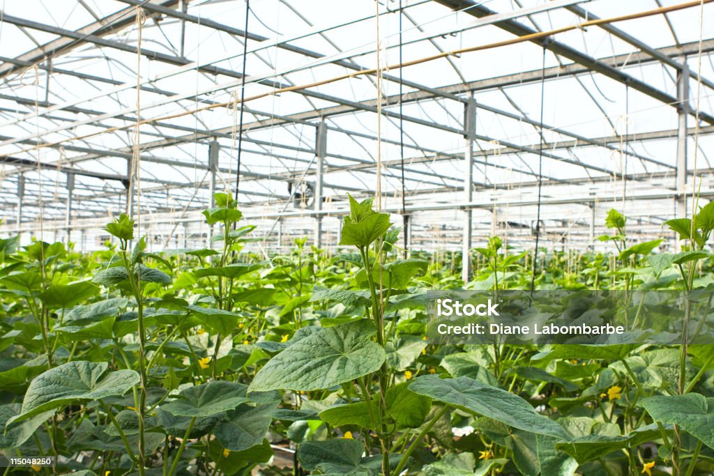 Serre de concombres - Photo de Légume libre de droits