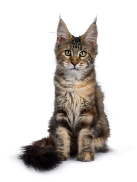 istock Pretty tortie Maine Coon kitten on white 1150483843