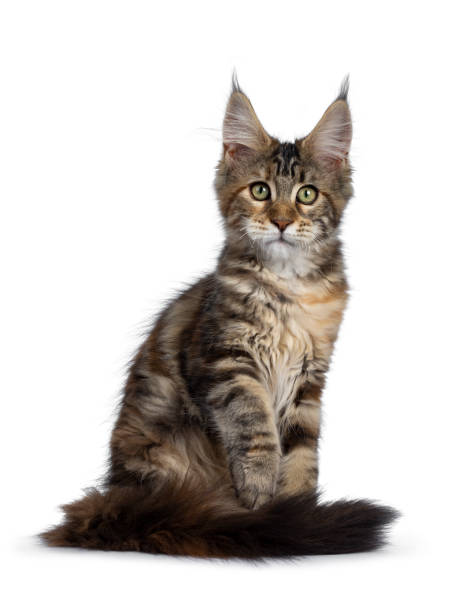 istock Pretty tortie Maine Coon kitten on white 1150483893