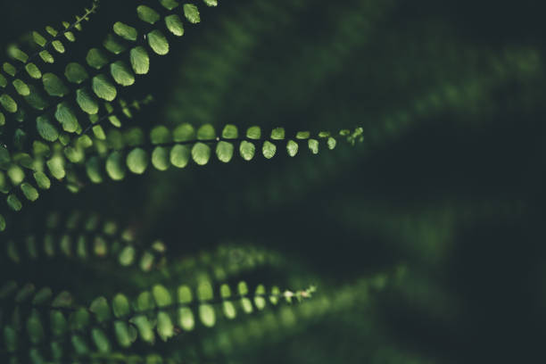 fondo de fern - fern leaf plant close up fotografías e imágenes de stock