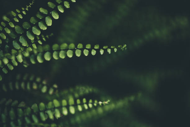 Fern Background Fern Background fern photos stock pictures, royalty-free photos & images