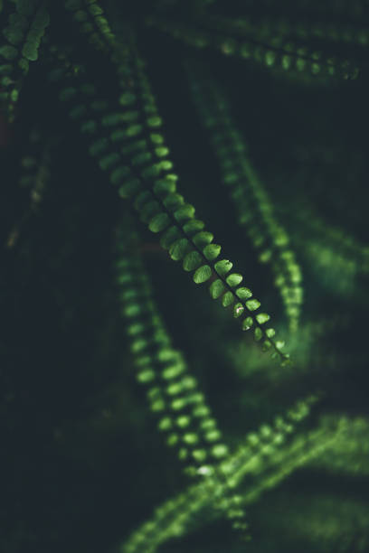 папоротник фон - beauty in nature fern frond nature abstract стоковые фото и изображения