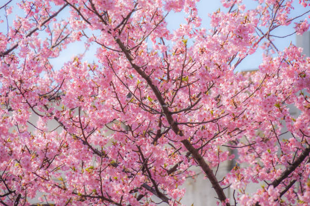 istock Sakura Kawazu of Miurakaigan 1150485499