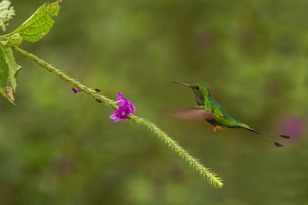 Booted Racket-tail, Ocreatus underwoodi hovering next to violet flower, bird from tropical forest, Manu national park, Peru, hummingbird perching on flower, enough space in green background, tiny bird stock photo