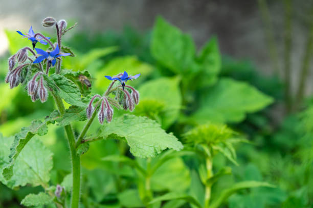 istock Beautiful blue star flower (blue borage) 1150487362