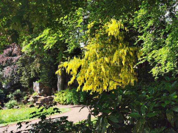 istock Avenham and Miller Park, Preston 1150487406