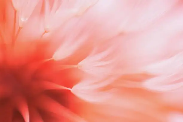 Photo of Abstract blured dandelion flower in coral color