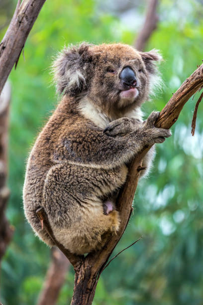 istock The brown koala  sitting on a branch 1150487470