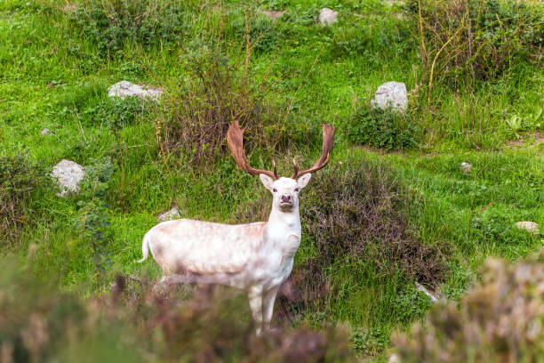 istock Gorgeous deer posing for a photographer 1150487474