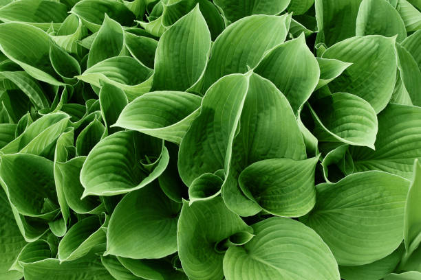 istock Green organic nature texture, leaves background 1150489374