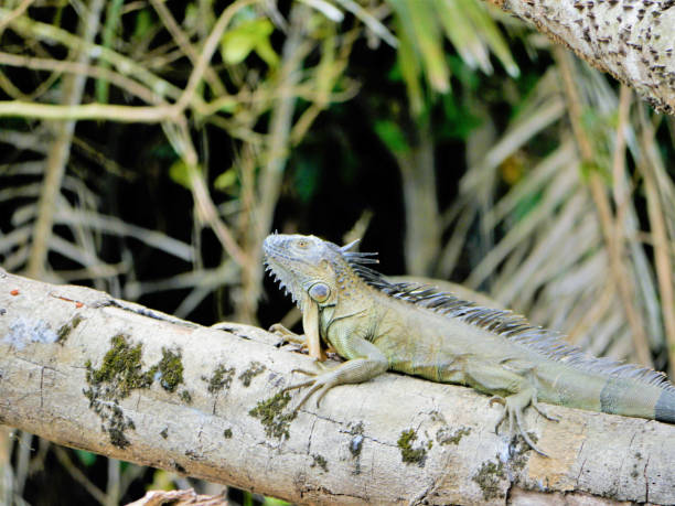 istock Iguana's in the wild 1150489753