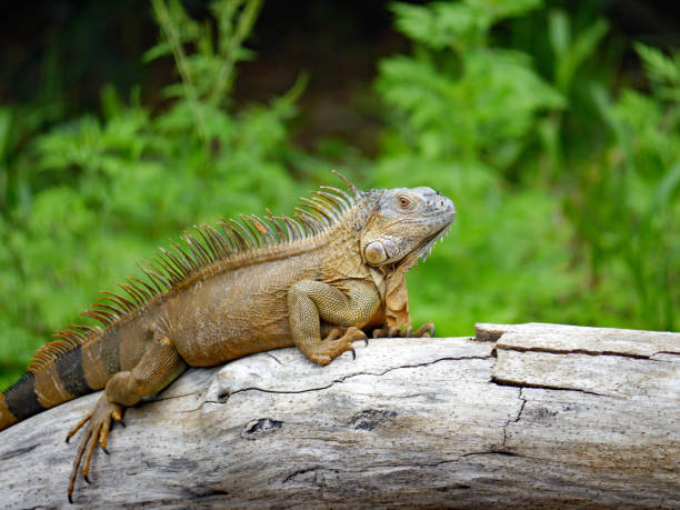 istock Iguana's in the wild 1150489960