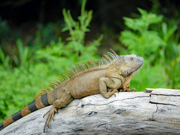 istock Iguana's in the wild 1150489974