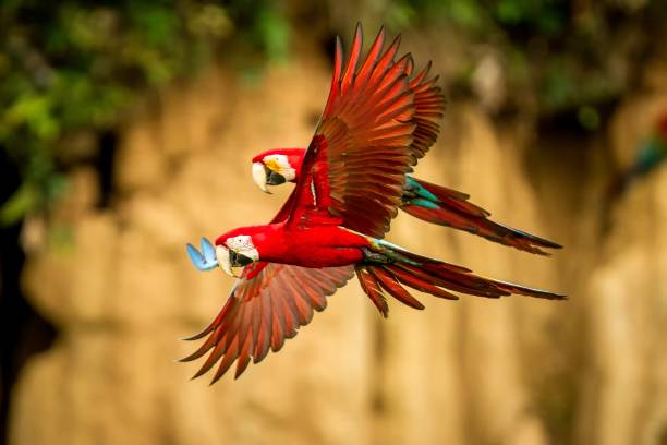 istock Two red parrots in flight. Macaw flying, green vegetation in background. Red and green Macaw in tropical forest, Brazil, Wildlife scene from tropical nature. Pair of beautiful birds in the forest. 1150490077