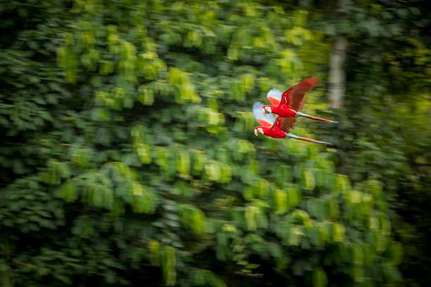 Red parrot in flight. Macaw flying, green vegetation in background. Red and green Macaw in tropical forest, Peru, Wildlife scene from tropical nature. Beautiful bird in the forest. stock photo