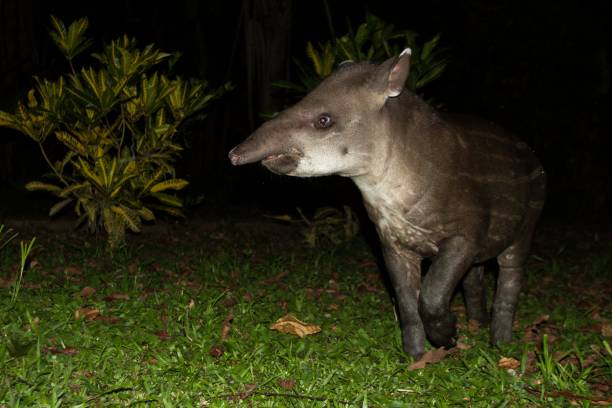 South American tapir (Tapirus terrestris) in natural habitat during night, cute baby animal with stripes, portrait of rare animal from Peru, amazonia, wildlife scene stock photo