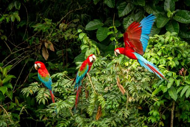 Red parrots landing on branch, green vegetation in background. Red and green Macaw in tropical forest, Peru, Wildlife scene from tropical nature. Beautiful bird in the jungle. stock photo
