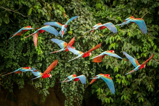 Flock of red parrot in flight. Macaw flying, green vegetation in background. Red and green Macaw in tropical forest, Peru, Wildlife scene from tropical nature. Beautiful bird in the forest.