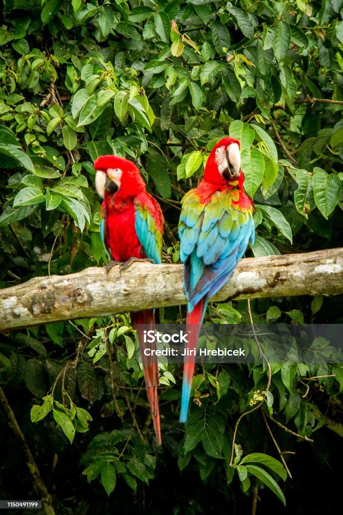 Vẹt Đuôi Dài Đỏ Tươi Bay Trong Tự Nhiên Hình ảnh Sẵn có - Tải xuống Hình  ảnh Ngay bây giờ - Vẹt đỏ đuôi dài, Vẹt, Vẹt macaw - Vẹt - iStock