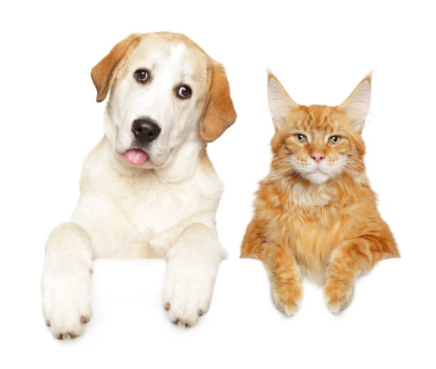 istock Alabai and Maine-coon above banner 1150491364