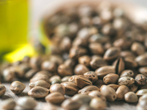 istock Hemp seeds and hemp oil, copy space 1150491597