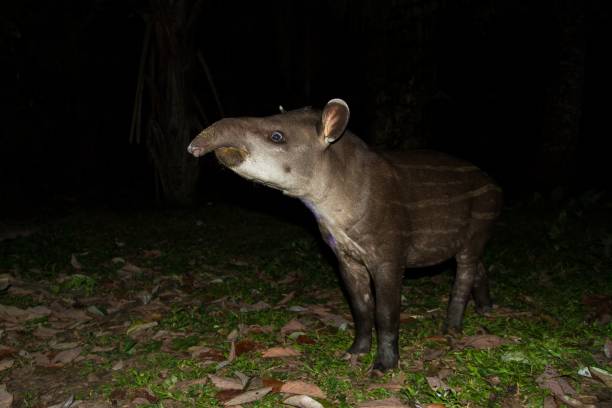 South American tapir (Tapirus terrestris) in natural habitat during night, cute baby animal with stripes, portrait of rare animal from Peru, amazonia, wildlife scene stock photo