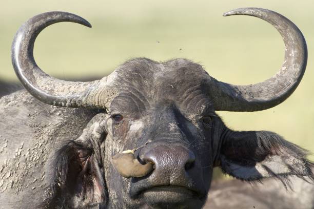 istock Oxpecker cleaning ticks from cape buffalo nose 1150492348
