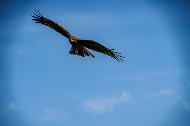 istock Kite to fly in the sky 1150492961