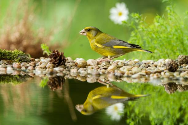 Green finch sitting on lichen shore of water pond in forest with beautiful bokeh and flowers in background, Hungary, bird reflected in water, songbird in nature lake habitat,mirror reflection,wildlife pinzón verde sentado en la orilla del liquen del estanque de agua en el bosque con bokeh hermoso y flores en el fondo, hungría, pájaro reflejado en el agua, pájaro cantor en el hábitat del lago de la naturaleza, reflejo espejo, vida silvestre
