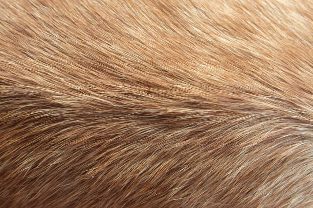 istock Hair animal color: It is hair of cat 1150494057