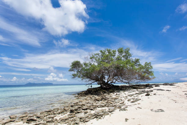 istock Beautiful beach with white sand and clear blue sky 1150494255