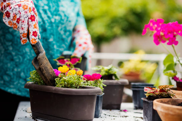 istock Senior Woman Gardening 1150494918